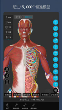 维萨里3D解剖