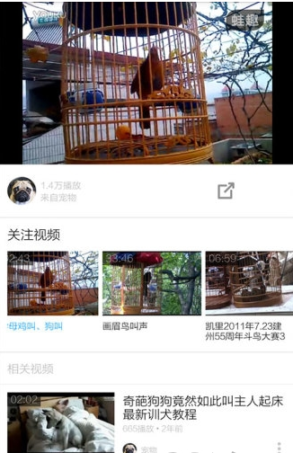 画眉鸟叫声大全