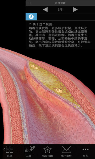 3D生理和病理学2022