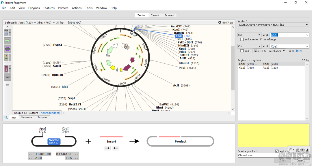 SnapGene 4.24-生物分析