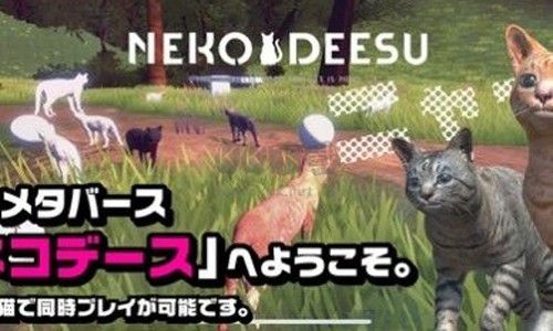 猫的春天