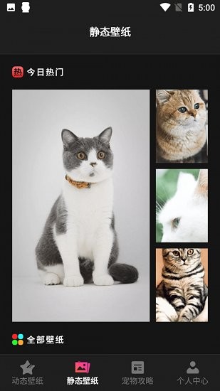 猫咪壁纸(Kittens Wallpapers)