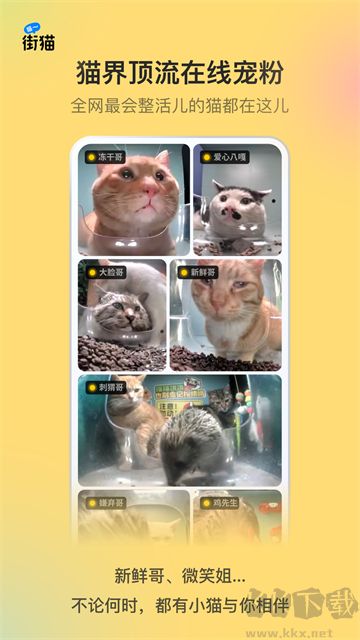 哈啰街猫app