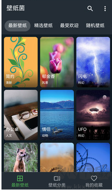 壁纸菌