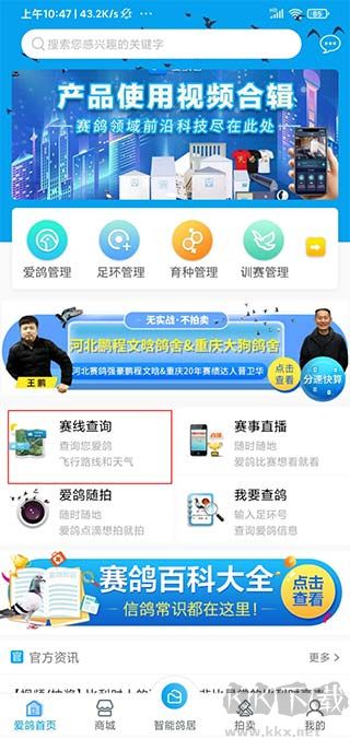 爱鸽者
