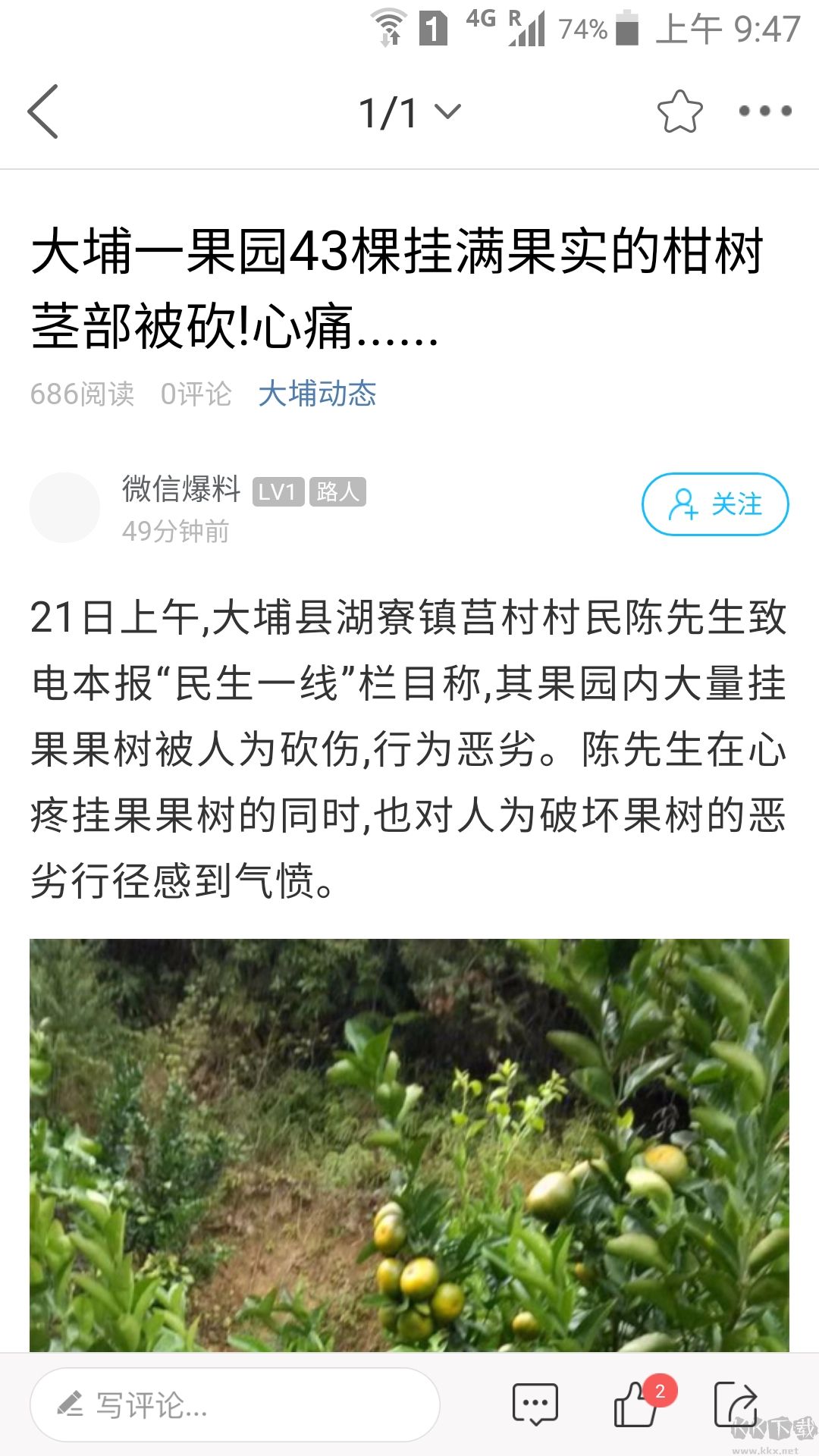 大埔网
