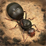 小小蚁国(附兑换码)v3.61.0免费版